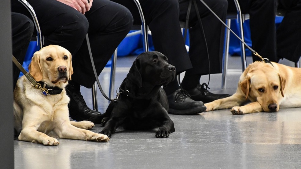 Cumplir con la CIA s nuevo de 4 patas egresados y jubilados - nbc25news.com 1 Cumplir con la CIA s nuevo de 4 patas egresados y jubilados - nbc25news.com 1