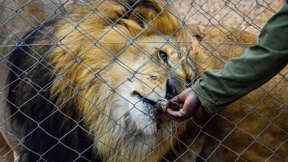 baby-animals-at-chester-zoo-manchester-evening-news