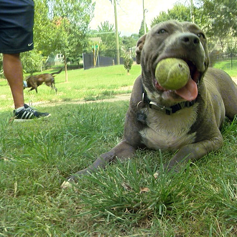 over the counter cephalexin for dogs