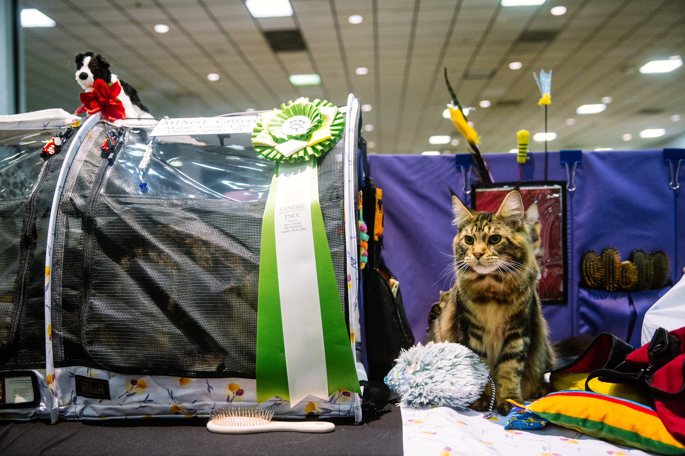 The International Cat Show brings furry feline faces to the northwest