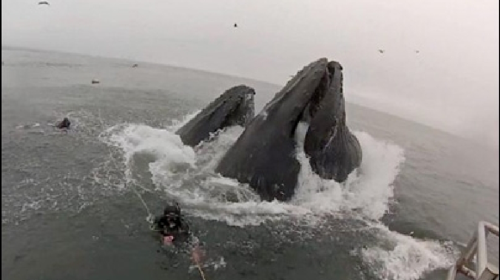 130723_whale.jpg