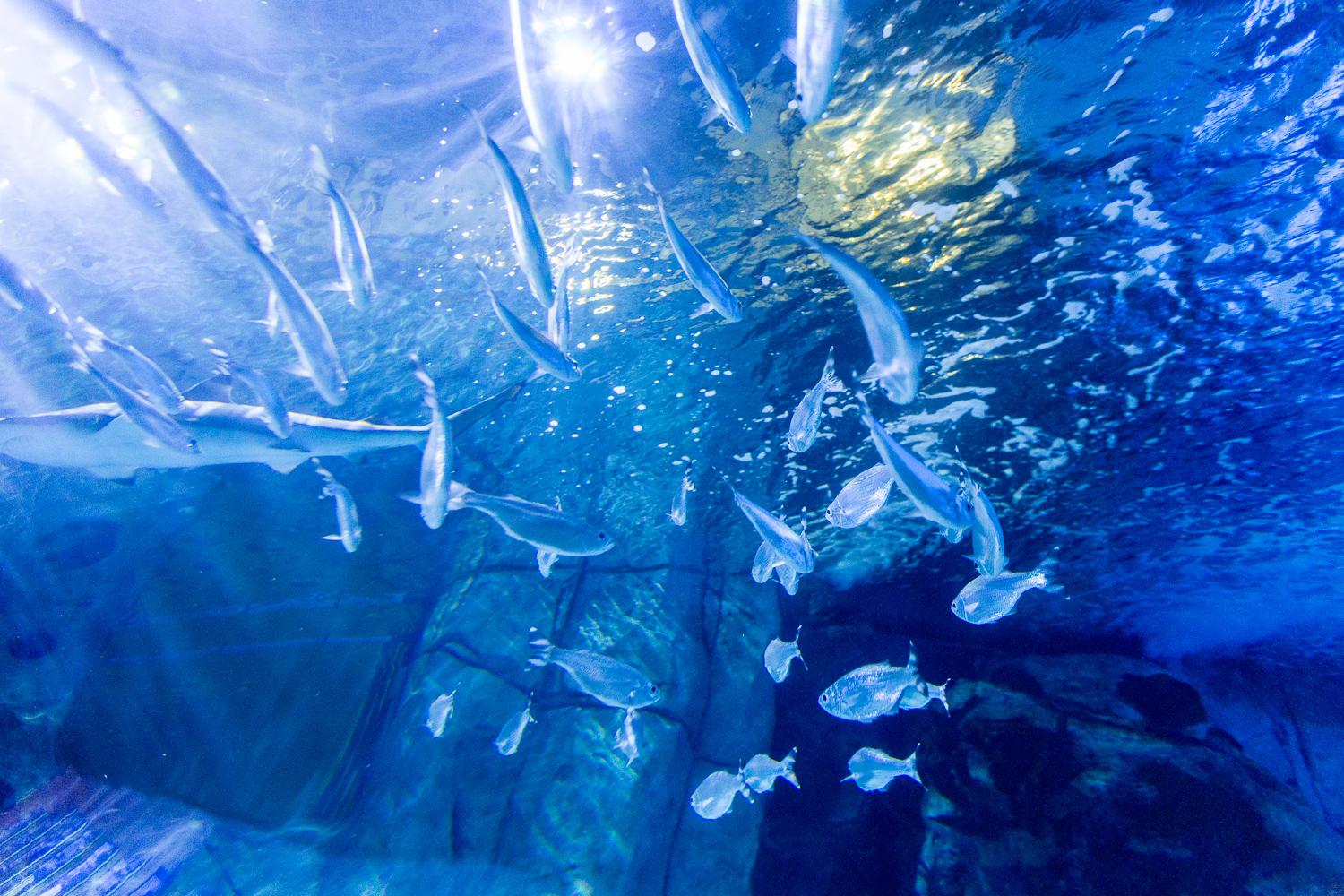 Photos That One Time We Went To Newport Aquarium Cincinnati Refined