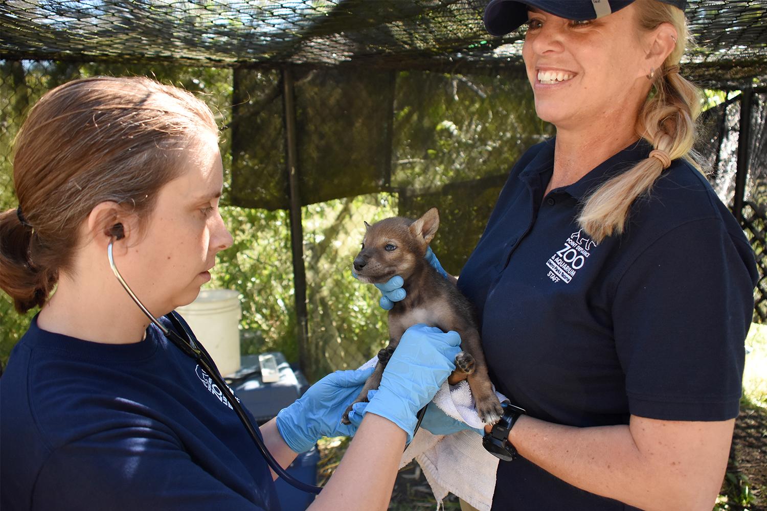 Photos: Meet the adorable (& endangered) Red Wolf Pups at Point