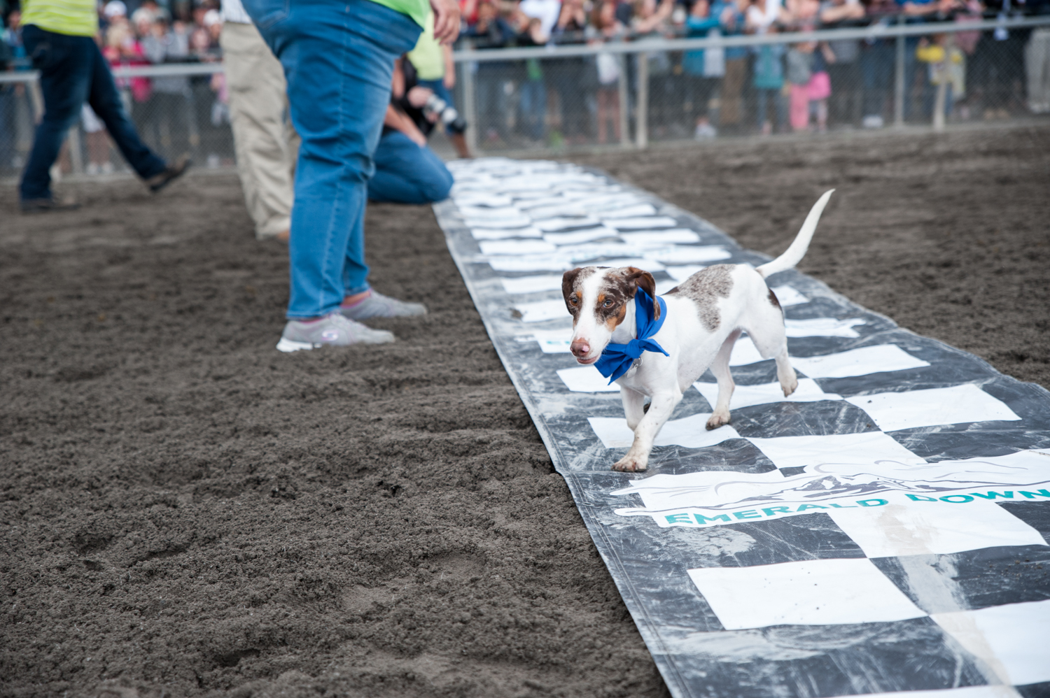 Photos Hot dog! It's the Wiener Dog Races at Emerald Downs Racetrack