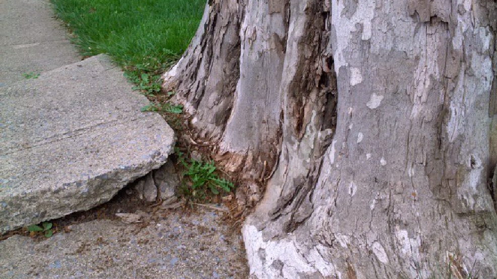 Weak trees are nothing to fool around with. Find out how to spot them