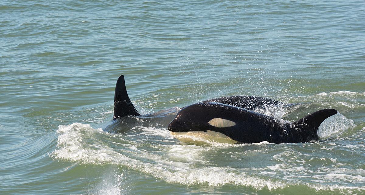 Photos 'The Kids are Alright' 8 killer whale calves doing well KOMO