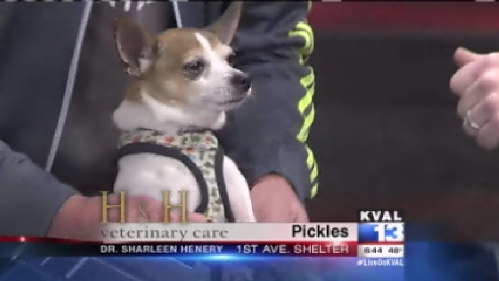 pet_pickles.jpg
