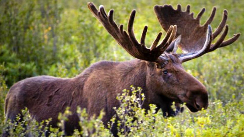 Michigan lawmakers favor a moose hunt at Isle Royale WPBN