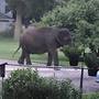 Circus elephant gets loose in Baraboo