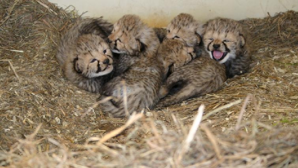 Smithsonian welcomes 12 Cheetah cubs, and we’re officially in love | WMSN
