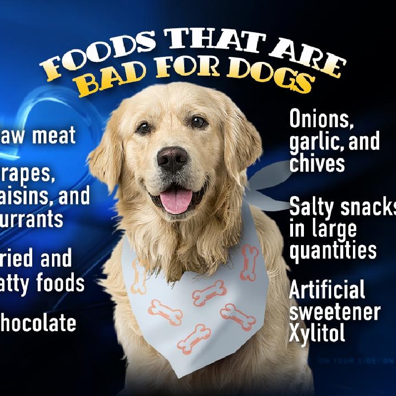 Dogs Love People Food But It Makes Them Sick Foods Not To Feed