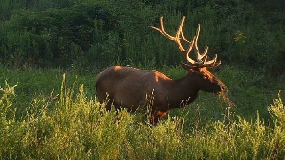 West Virginia Elk Restoration WCHS