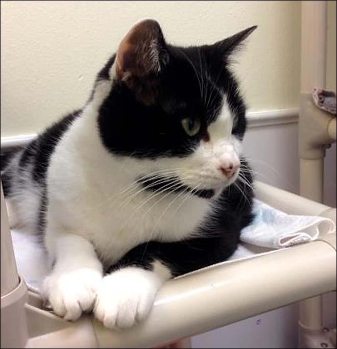 10 Adoptable Cats From Seattle Humane Society Komo