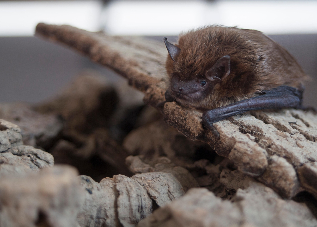 Meet Echo, Ohio Wildlife Center's Big Brown Bat ambassador WSYX