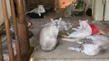 More than 120 cats removed from two Montgomery County homes; owner charged