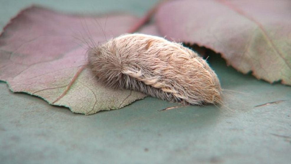 Ohio Caterpillar Alert Protect Your Family From Poisonous Species - 909h261