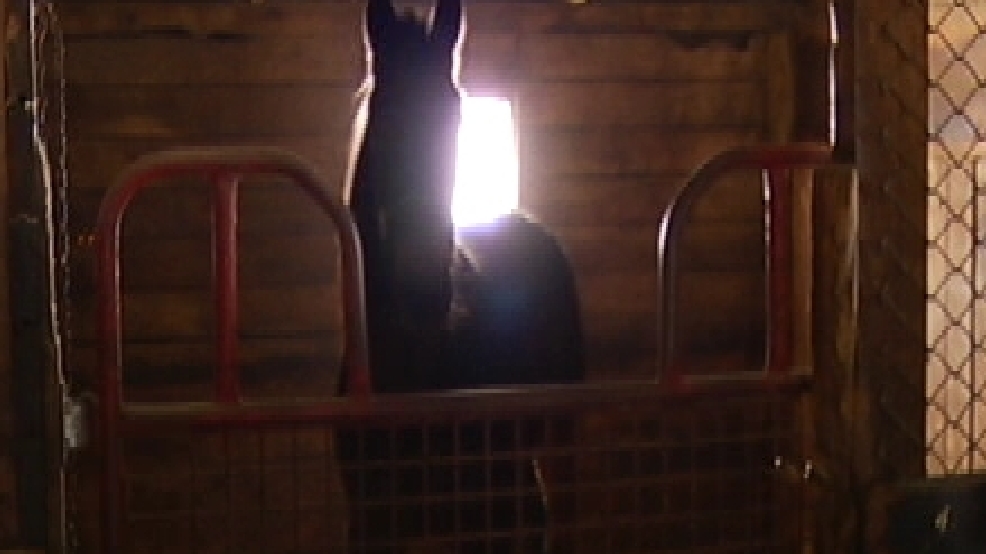 horsegone.jpg