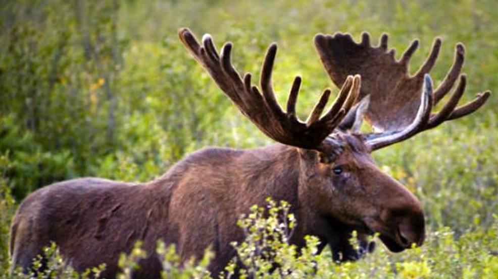 isle-royale-moose-population-surges-during-wolf-decline-wpbn