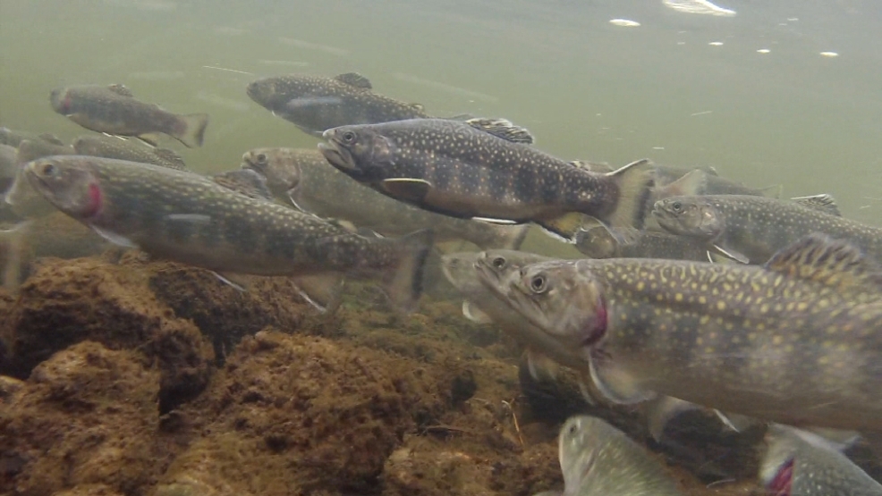 Brook trout stocked into Oconto County streams WLUK