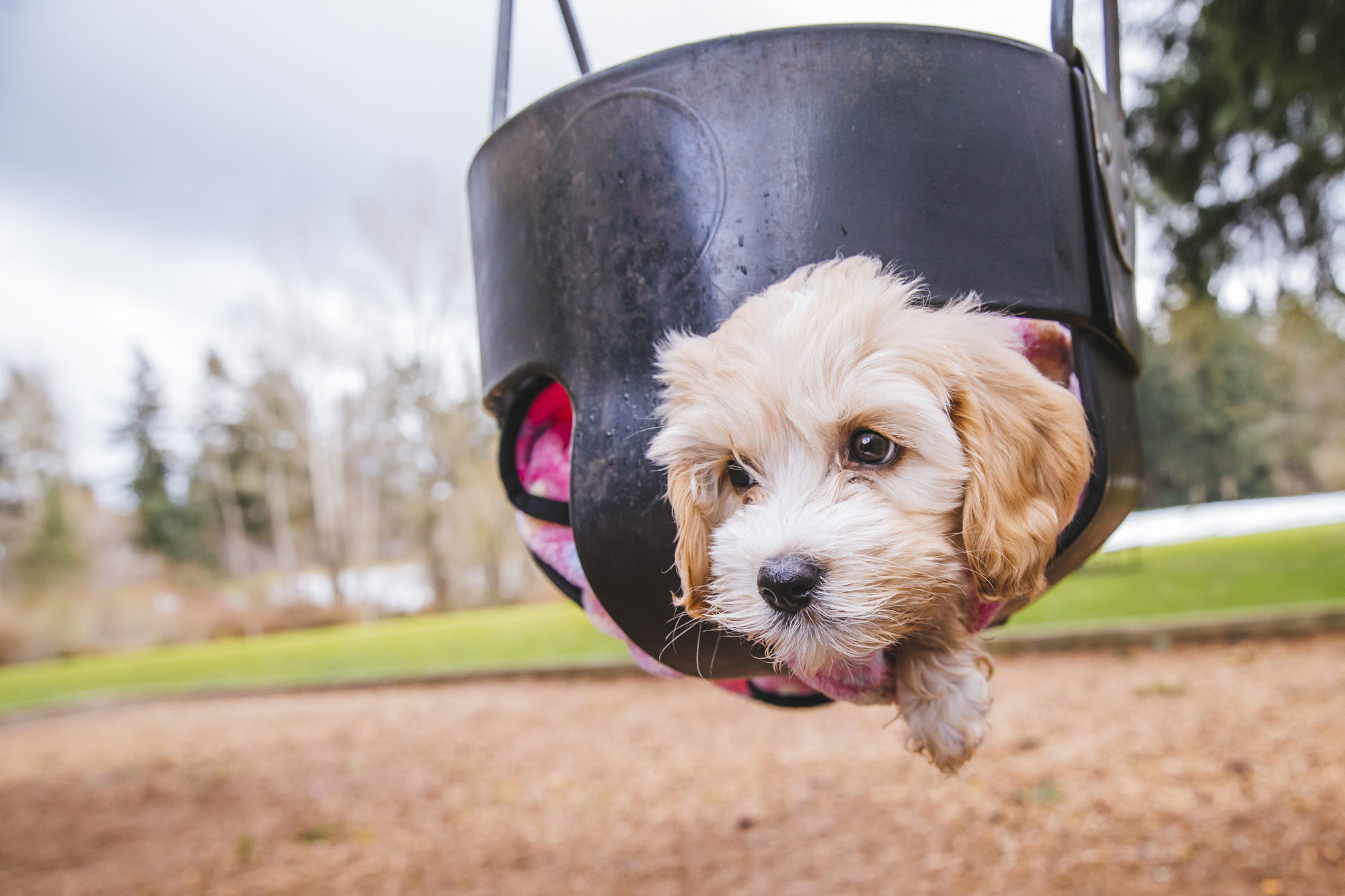 misty grace is a 10 week old cockapoo who loves beigg the
