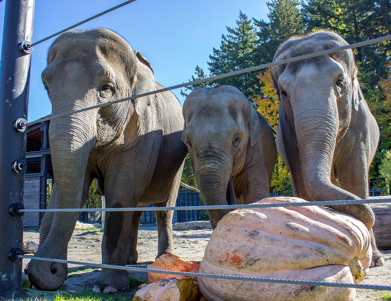 Photos: Elephants turn pumpkins to pulp at annual Squishing of the Squash | KATU1300 x 1000