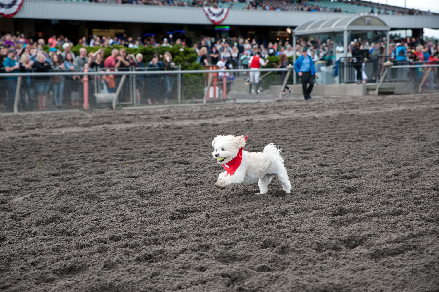 Photos: Hot dog! It's the Wiener Dog Races at Emerald Downs Racetrack | Seattle Refined