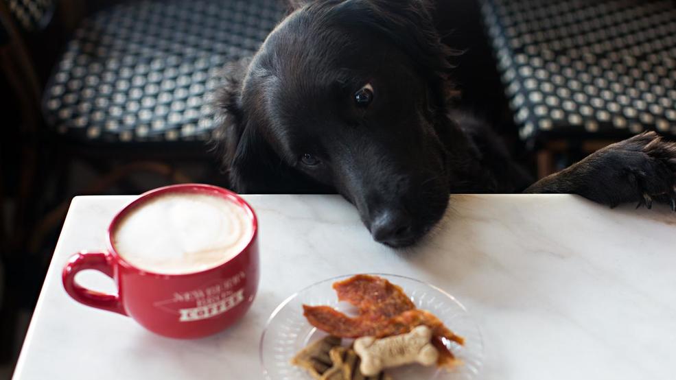 Bring Your Pup to Any of These Dog-Friendly Coffee Shops | Cincinnati