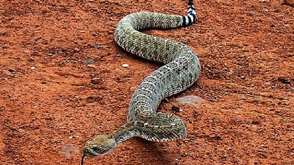 Cold, wet weather means snakes more active in SC WPDE