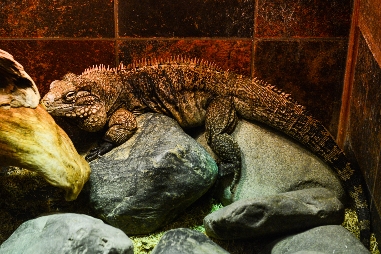 A day trip out to Monroe's Reptile Zoo Seattle Refined