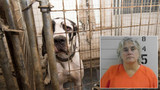 Owner of mansion with 80 neglected Great Danes: I'm innocent