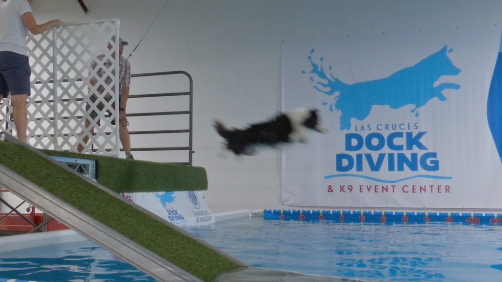 Las Cruces hosts dog diving competition KFOX