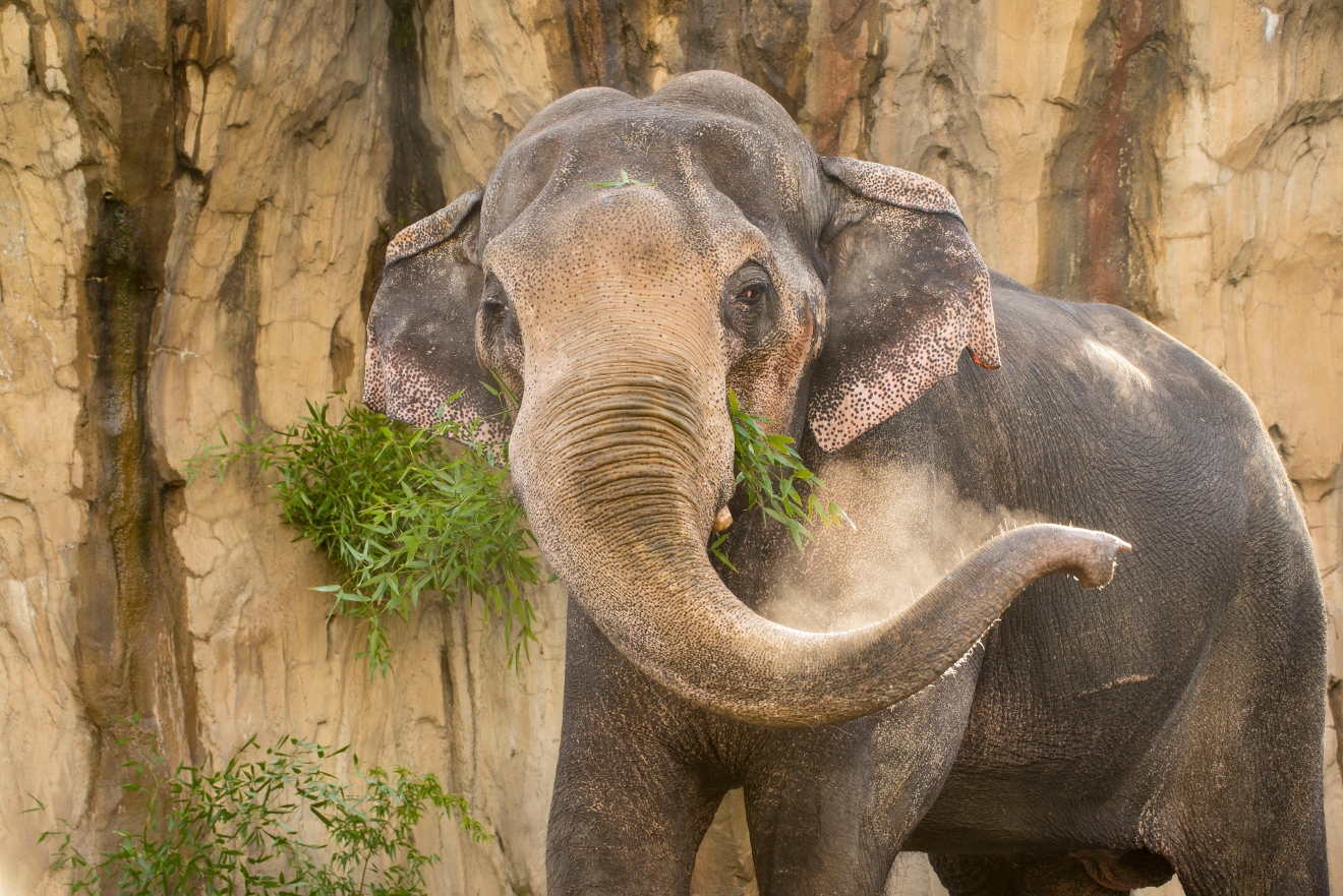 Oregon Zoo euthanizes 'Packy,' nation's oldest male elephant | KOMO