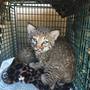 Family suffers bites after mistaking bobcat kittens for domestic kittens