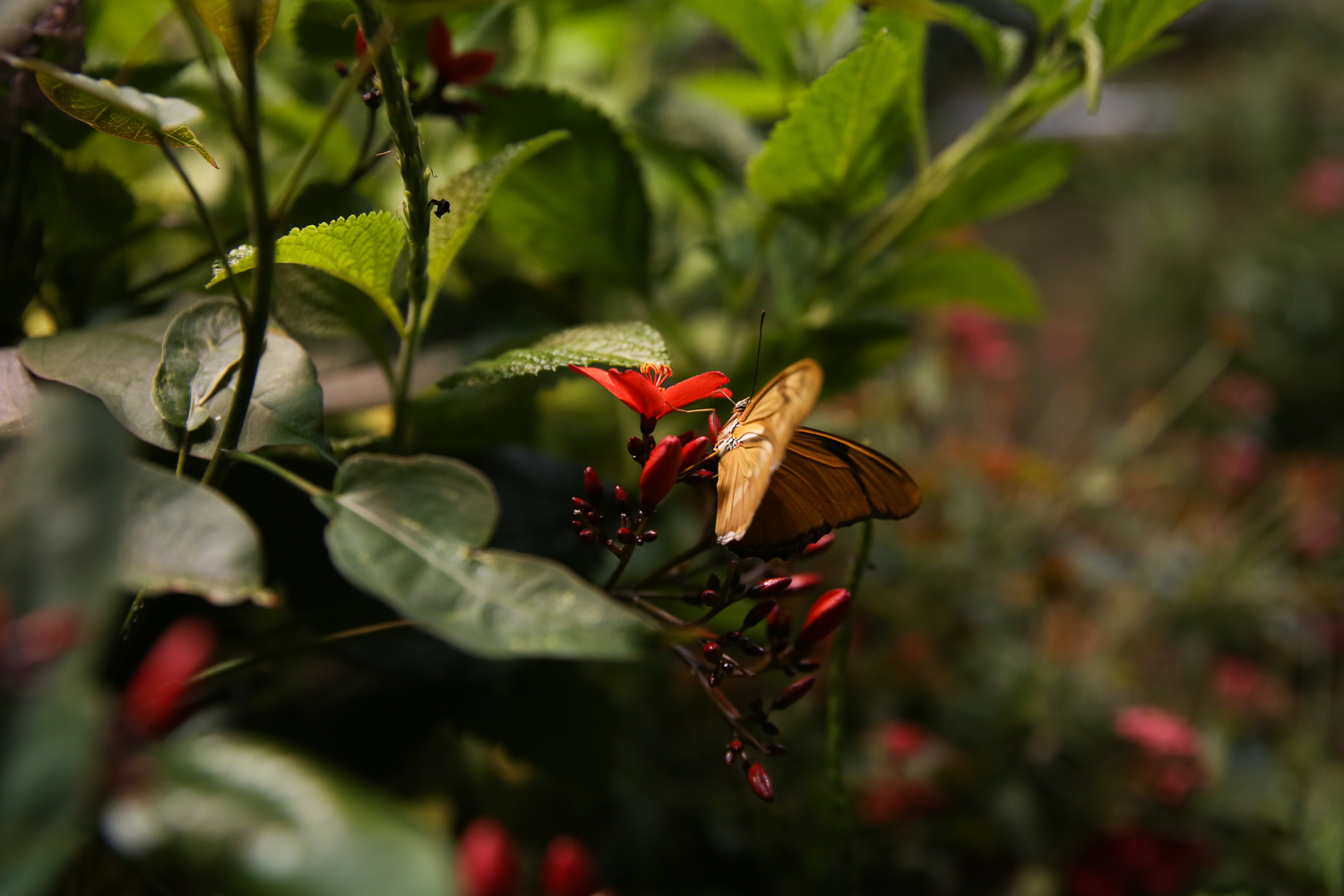 The Butterfly Pavilion at the Natural History Museum is so dreamy DC