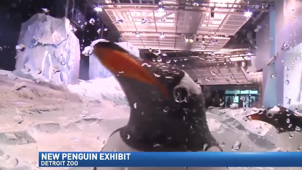 Penguin exhibit opens at Detroit Zoo | WWMT