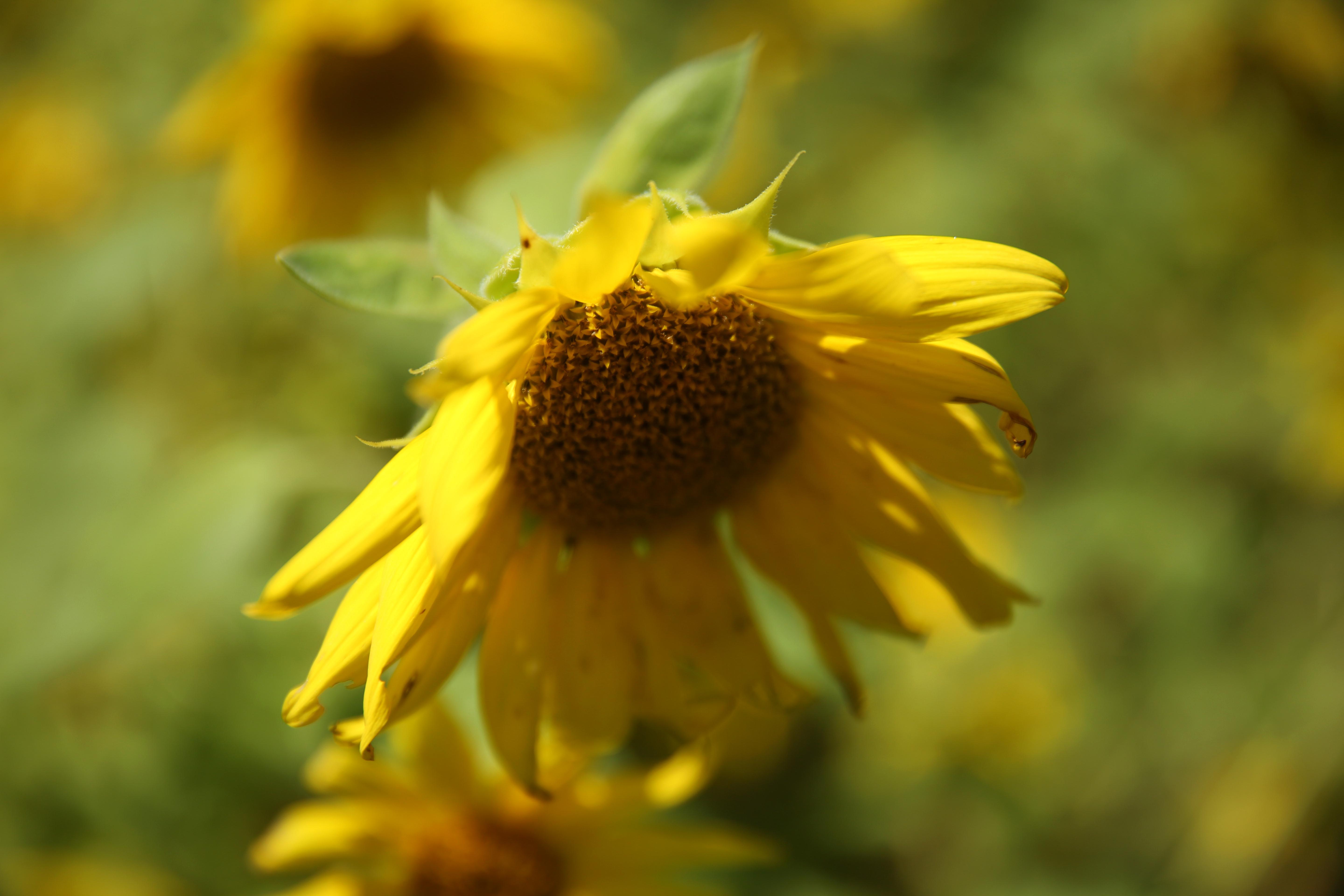 This Maryland sunflower field is blowing up your Instagram feed DC