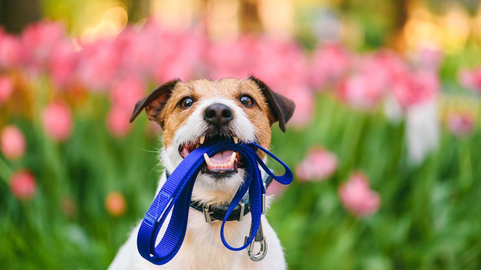 Spring dangers that could threaten your pet - mycbs4.com