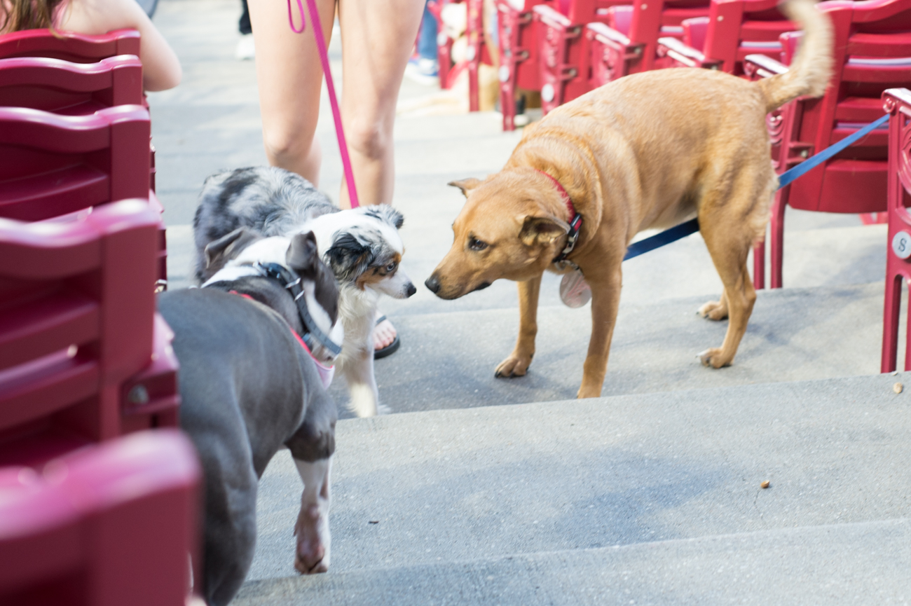 Photos From The Reds’ First Bark In The Park (5.8.18) Cincinnati Refined