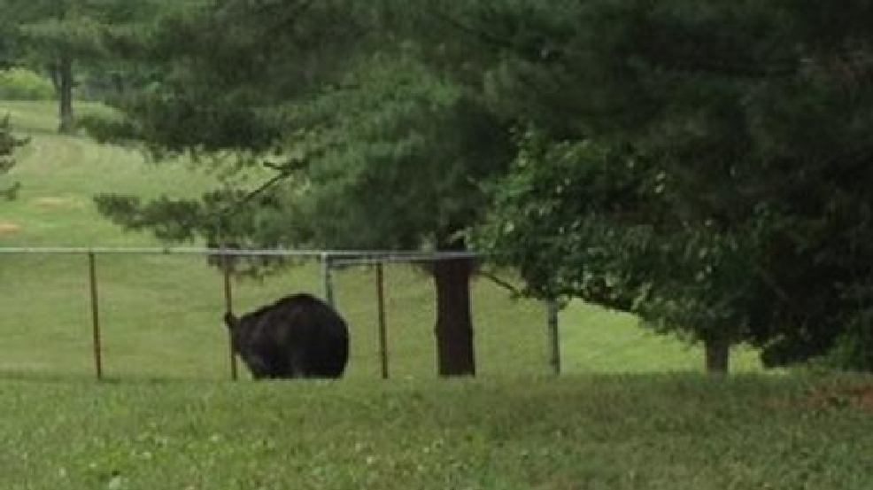 Bear sightings on the rise in Maryland and Virginia? WJLA
