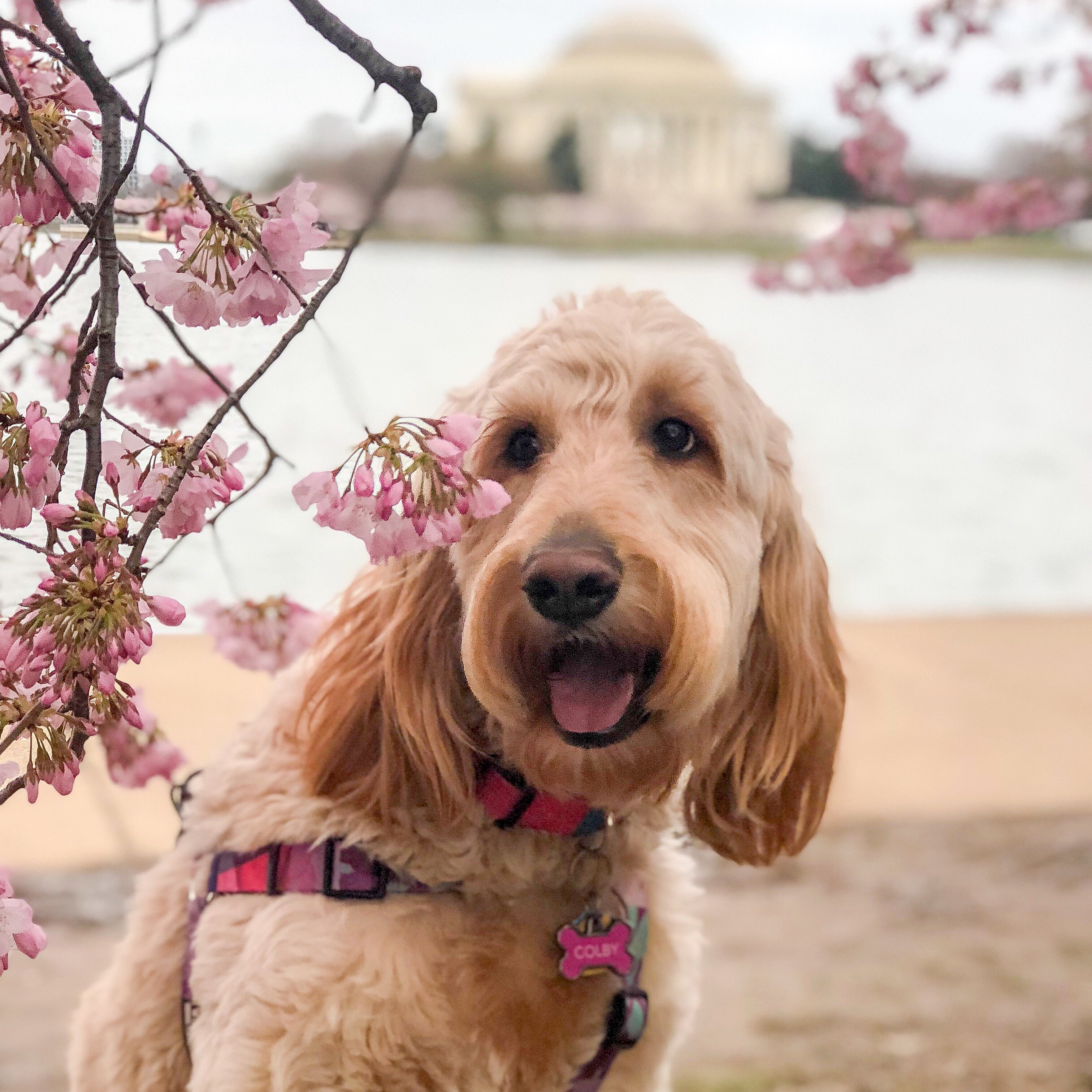 RUFFined Spotlight D.C. dogs enjoying the cherry blossoms DC Refined