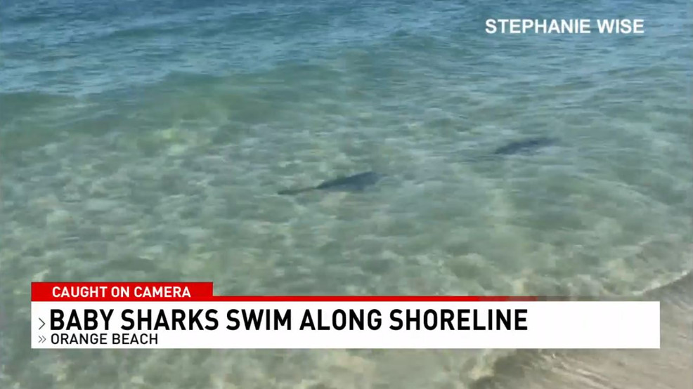 Baby sharks caught on camera swimming along shoreline in Orange Beach