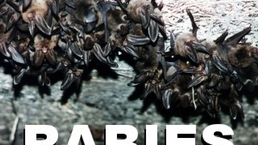 Rabid bat found flying in Oregon home KVAL