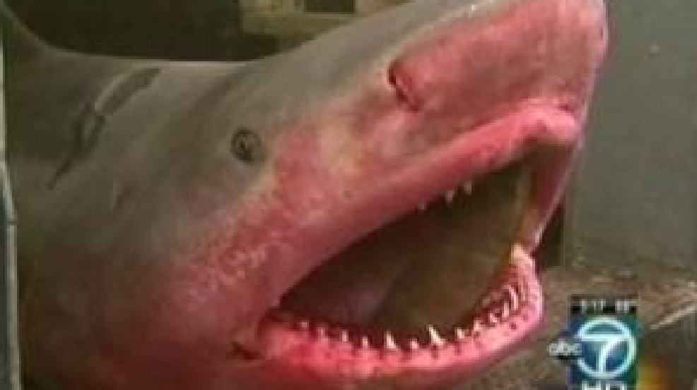 Potomac River shark video Man catches eightfoot bull shark off Point