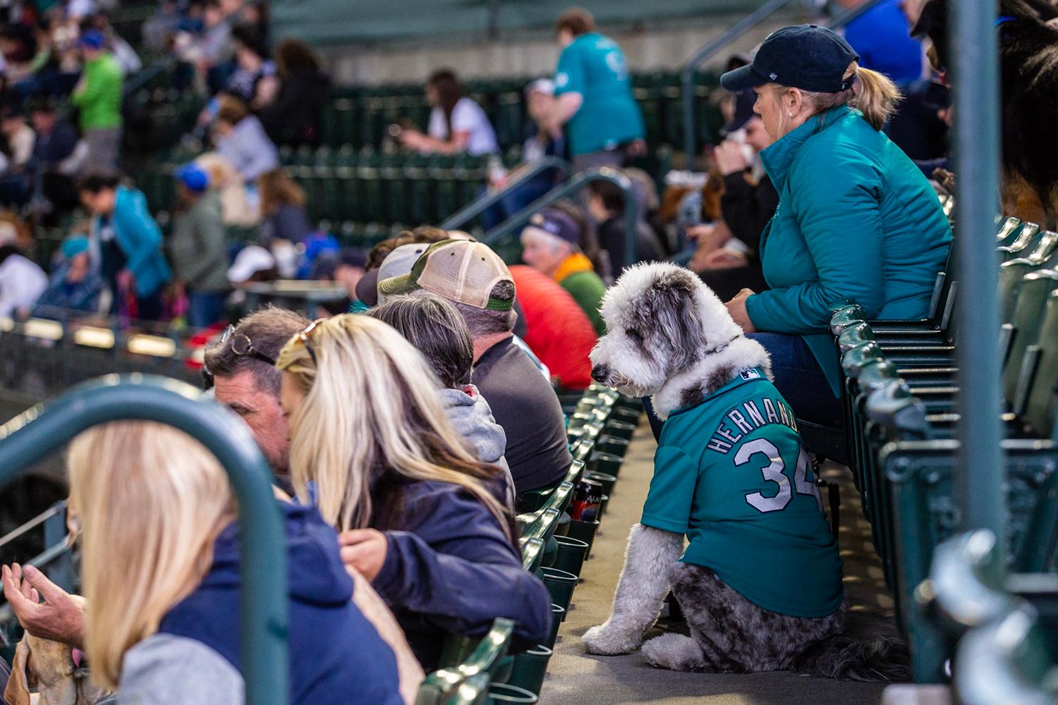 Photos Dogs steal the spotlight at Mariners' first Bark at the Park of