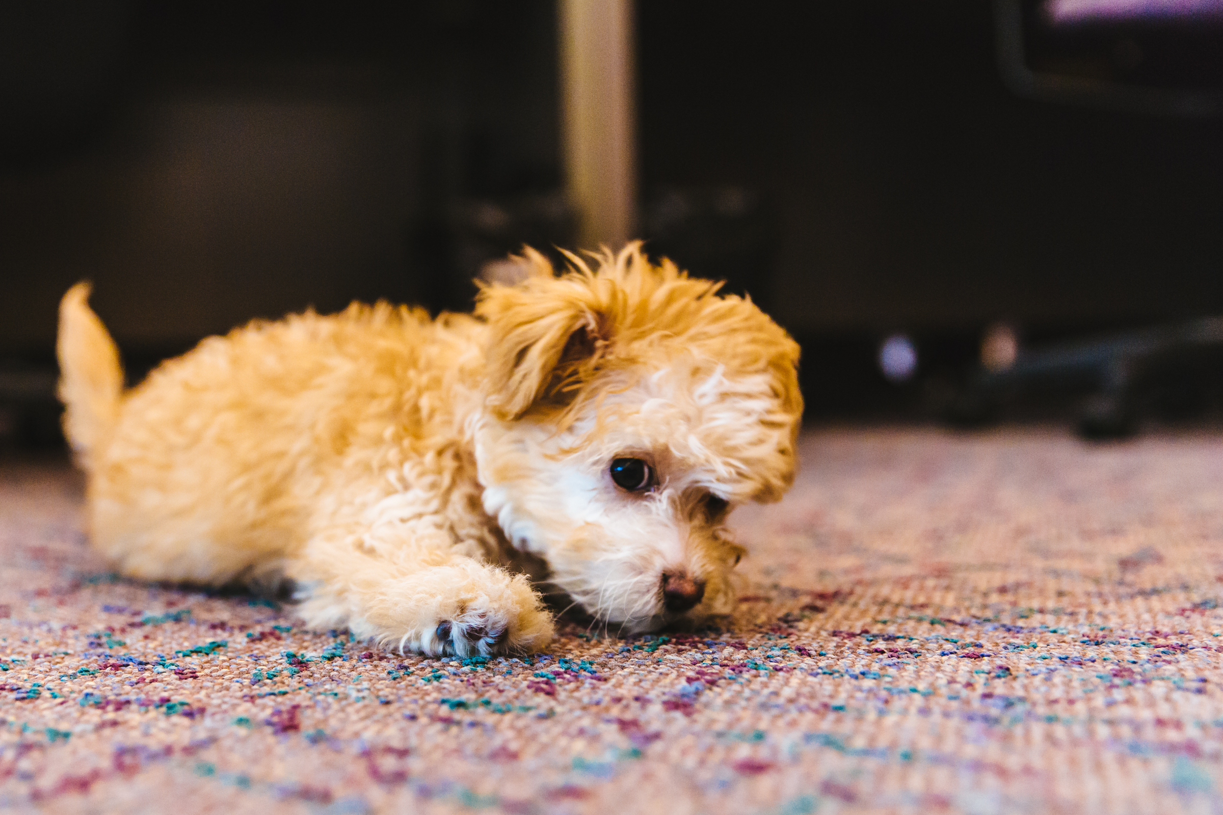 Maltipoo Seattle - kxr9bxl
