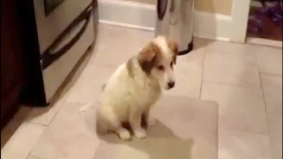 130320_puppy_fail.jpg