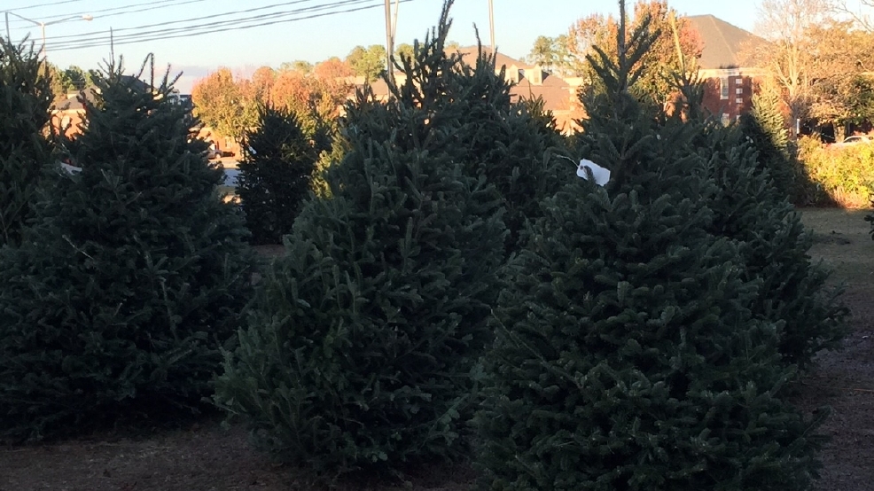 cameron morris of westover christmas trees says to first put your tree in its stand and about a quart of water as soon as you get home mary green - What Do You Put In Christmas Tree Water cameron morris of westover christmas trees says to first put your tree in its stand and about a quart of water as soon as you get home mary green - What Do You Put In Christmas Tree Water
