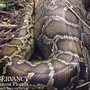 Florida python devours deer that weighs nearly 4 lbs. more