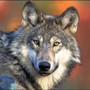 Wolf advocates outraged over plan to kill E. Wash. wolf pack
