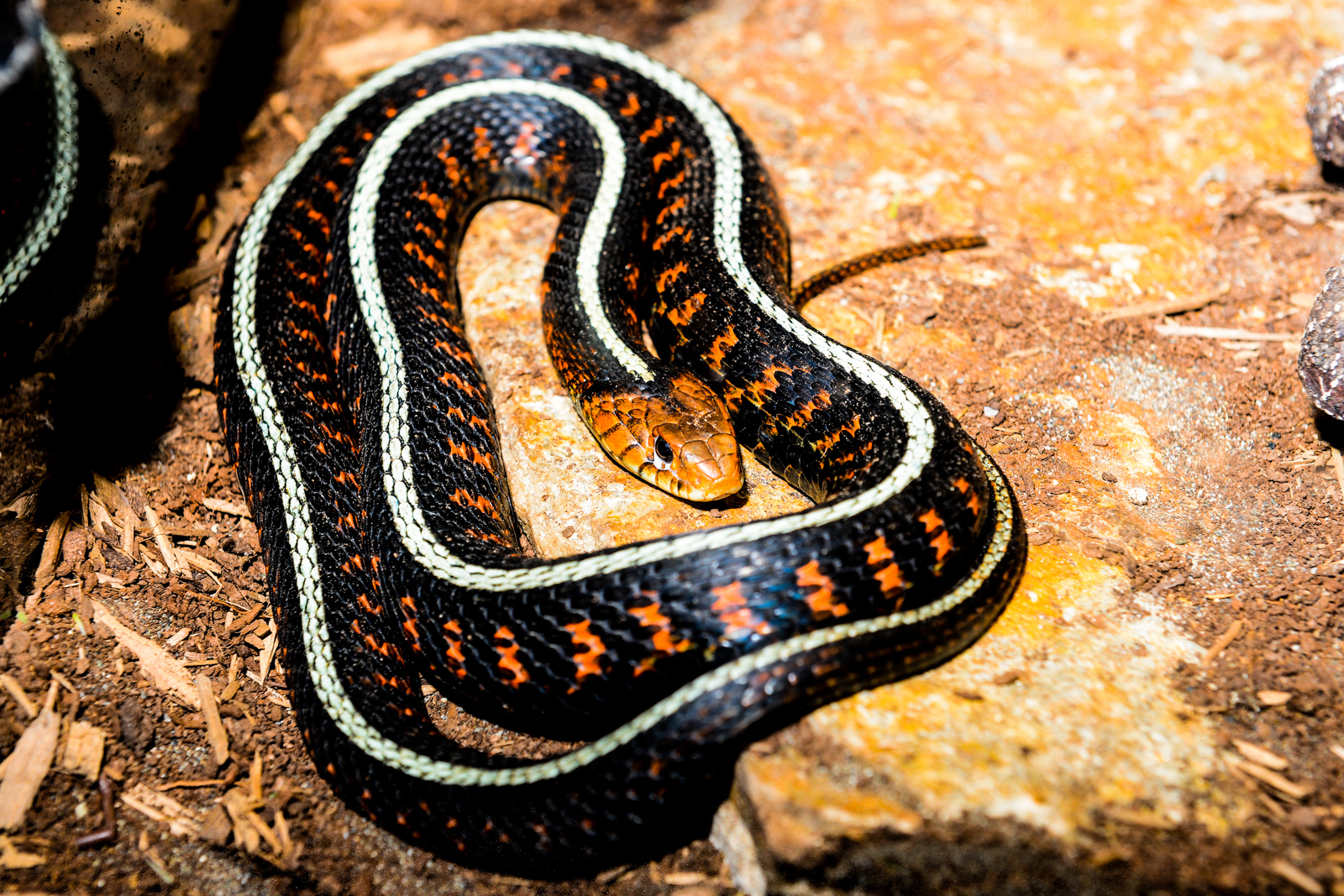 A day trip out to Monroe's Reptile Zoo Seattle Refined